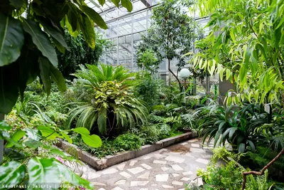 Оранжерея ботанического сада ННГУ: вопреки времени - Ароидные: от болота до  аквариума