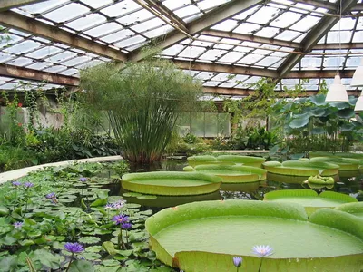 Королевские ботанические сады Кью — Википедия