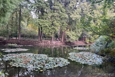 В сети появились фотографии Центрального ботанического сада после  реконструкции и ремонта - ФОТО