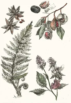 Иллюстрация Ботаника в стиле графика | Illustrators.ru