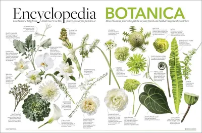 Что изучает ботаника: понятие ботаники, методы исследования