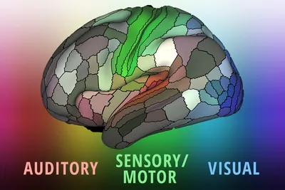 Rainbow Brain Map Reveals Grid-Like Pattern | WIRED