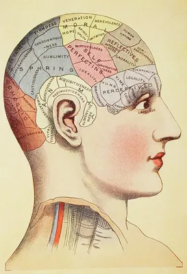 Vintage Brain Map Anatomy Wall Art, Canvas Prints, Framed Prints, Wall  Peels | Great Big Canvas