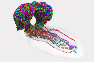 New brain atlas offers comprehensive map of the human brain | MIT  Technology Review