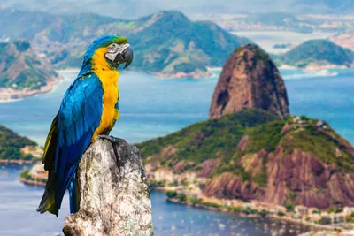 Гастрономический тур в Бразилию, цены на 2024 год. Подбор тура