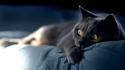 на электрическом стуле стоит сладкий британский котенок Фон Обои  Изображение для бесплатной загрузки - Pngtree