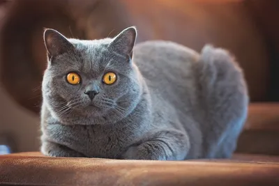Фотографии животное кошка Британская короткошёрстная