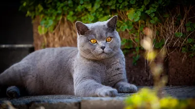 Расцветки британских кошек - 64 фото