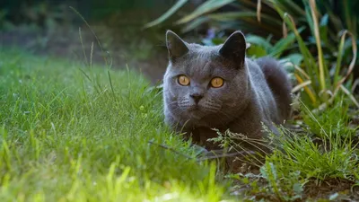 Фотообои Британские котята Nru55076 купить на заказ в интернет-магазине