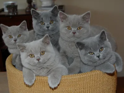 Картинки британские, трое, коты, котята, серые - обои 1600x900, картинка  №39370