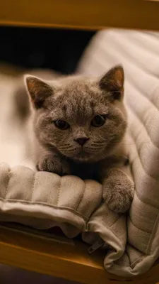 Пин от пользователя Tasneem Said на доске cats | قطط | Британская  короткошерстная, Кошки, Обои