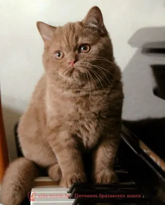 Британский циннамон фото. Циннамон британец. Кошка британская циннамон. Кот  британский циннамон | Милые котики, Котята, Кот