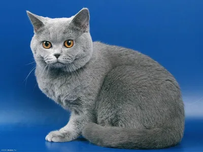 Скачать обои кошка, кот, взгляд, поза, серый, лежит, мордашка, британский,  раздел кошки в разрешении 1280x1024