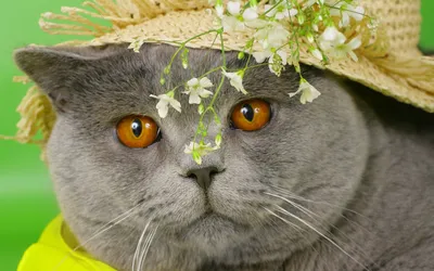 Британская кошка милая фотография домашних животных Фон И картинка для  бесплатной загрузки - Pngtree