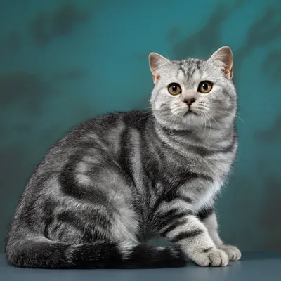 2016-04-08 - Британские голубые котята (Litter-Z) - Питомник GALA-CAT