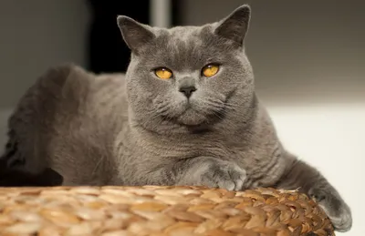 Британские котята разной окраски …» — создано в Шедевруме