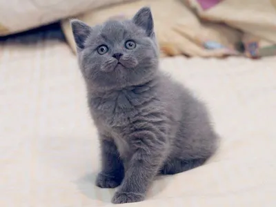 https://www.ilioscat.ru/britanskie-kotyata-ilios-cats.html