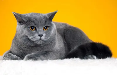 Чистокровные короткошерстные британские котята из питомника: 400 $ - Кошки  Одесса на Olx