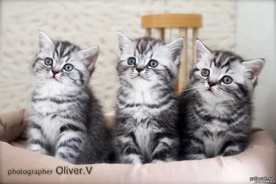 Британские котята и страйты - Продажа породистых котят - Клуб кошек PCA