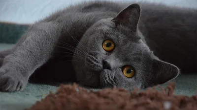 Британская короткошёрстная кошка: особенности породы, правила ухода и  содержания: Звери: Из жизни: Lenta.ru