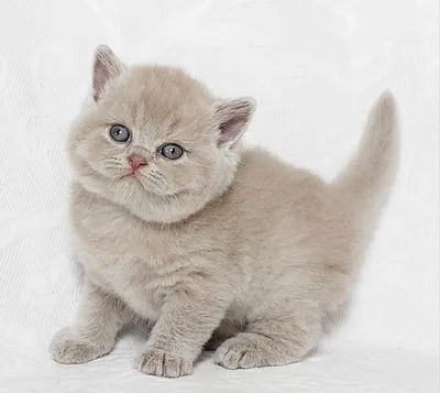 Помет N. Британские котята шоколадных мраморных на серебре окрасов от пары  британских короткошерстных кошек Hyundai Santa Fe Helga's Pleasure, BRI c  22 + Daddy Bear of Anima ART, BRI bs 22