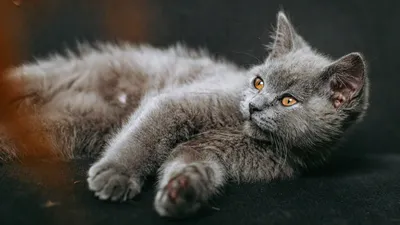 Британские котята котенок девочка британка британский котенок - 4000 грн,  купить на ИЗИ (87526558)