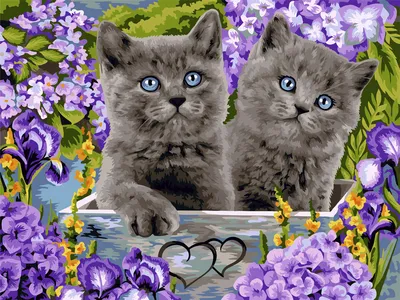Окрасы британских кошек | Котята, Имена котят, Имена кошек