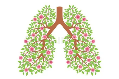 Бронхиальная астма — Симптомы, диагностика у детей и взрослых | Микролайф