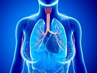 Бронхиальная астма: симптомы, факторы риска, диагностика, лечение,  профилактика. Статьи и видео по теме