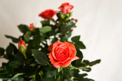 Заказать Букет роз \"Любимой\" в Киеве