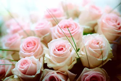 Фото Букеты Розы розовые Цветы белым фоном