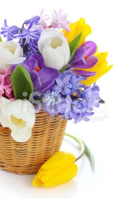 Букет Весенних Цветов В Корзине, Изолированные На Белом Фоне Стоковые  Фотографии | FreeImages