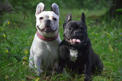 Корм для взрослых собак породы французский бульдог, Royal Canin French  Bulldog Adult купить с доставкой в интернет-магазине зоогастроном.ру