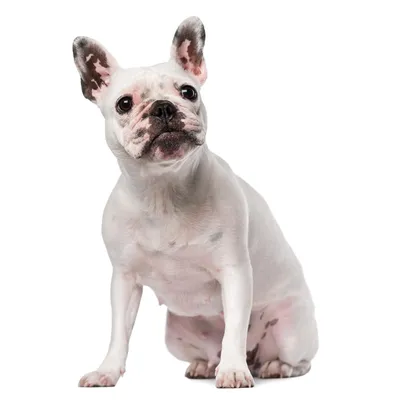 коричневый французский бульдог лежит на земле, картинка французского  бульдога, собака, животное фон картинки и Фото для бесплатной загрузки