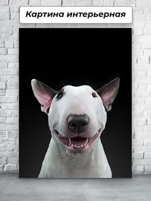 Собака Бультерьер Миниатюра - Бесплатное фото на Pixabay - Pixabay