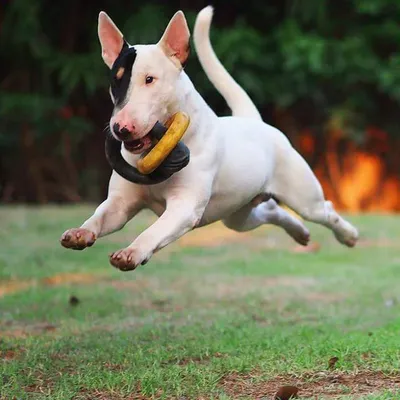 Бультерьер миниатюрный (Miniature Bull Terrier) - это игривый, смелый и  энергичный пес. Описание, фото, отзывы.