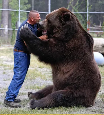 В Беларуси восстанавливается популяция бурого медведя