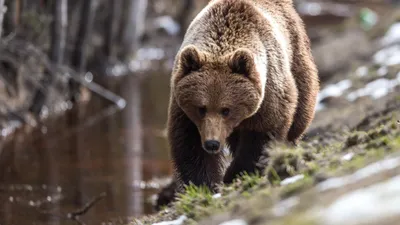 Бурый медведь занял пустой дом на Камчатке - РИА Новости, 19.04.2023