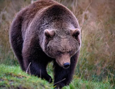 На Чаяндинском месторождении в Якутии обнаружили еще одного медведя - РИА  Новости, 17.11.2023