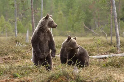 Бесплатное изображение: Крупный план большого евразийского бурого медведя  (Ursus arctos arctos) с мокрой шерстью