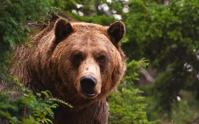 Бурый медведь: где обитает, чем питается и другие интересные факты о  животном