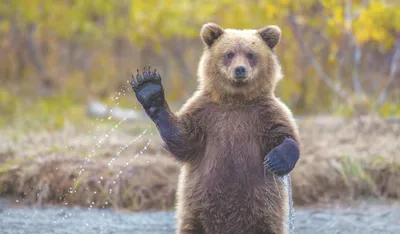 Судьба бурого медведя в Астурии. Испания по-русски - все о жизни в Испании