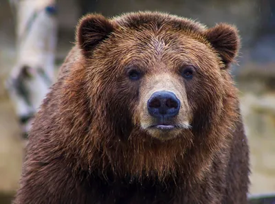 Охотник за отстрел краснокнижного бурого медведя по закону должен был  заплатить 3 тысячи долларов
