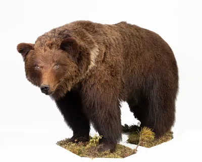 Фотоохота на медведей в Родопах или как повысить уровень адреналина - Туризм