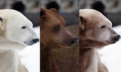 ДОН24 - Собственник с протертой шкурой: почему у бурого медведя из  Ростовского зоопарка плохое настроение