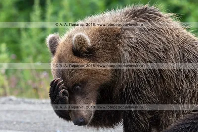 PHOTOS/Mammals/CARNIVORA Brown bear/2009_0903Ursus_arctos1600
