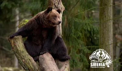 Следы бурого медведя обнаружили в Пензенской области | Пенза-Обзор -  новости Пензы и Пензенской области