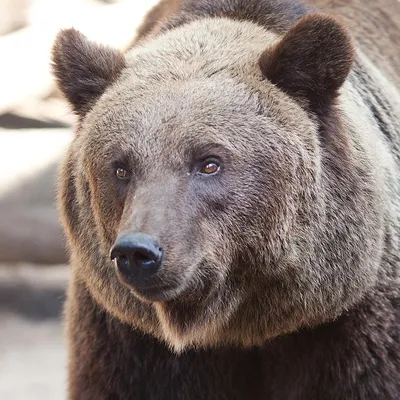 Фотообои «Спокойный взгляд бурого медведя»
