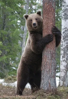 Камчатка фото: Грустный бурый медведь - Фауна полуострова Камчатка -  Петропавловск-Камчатский, Камчатка фотография