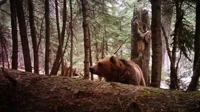Праздник “косолапых”: 13 декабря отмечается День медведя | Кавказский  государственный природный биосферный заповедник имени Х.Г.Шапошникова